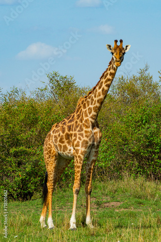 Maasai Giraffes  Maasai Mara  Kenya East Africa 