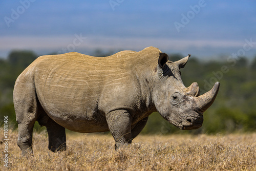 White Rhino. square lipped Rhinoceros  Ceratotherium simum in Porini Rhino camp  