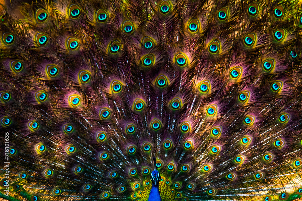 Obraz premium Close up Peacock feathers, Ranthambore, National Park, India