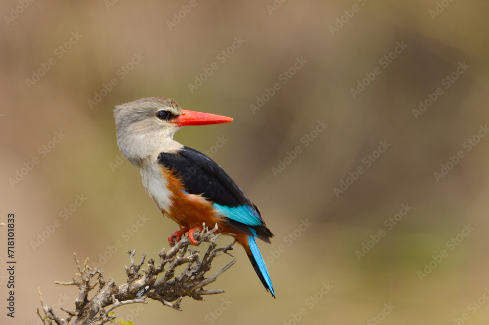 Gray-Headed Kingfisher, Gray- Hooded Kingfisher, Halcyon leucoephala, Maasai Mara Kenya East Africa Gray-Headed Kingfisher, Gray- Hooded Kingfisher, Halcyon leucoephala, Maasai Mara Kenya East Africa