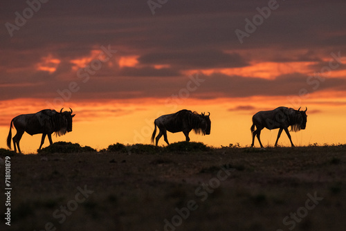 Eastern White bearded Wildebeests on ridge Sunrise Maasai Mara Kenya East Africa 