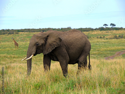African Elephant and Giraffe  Maasai Mara  Kenya  East Africa 