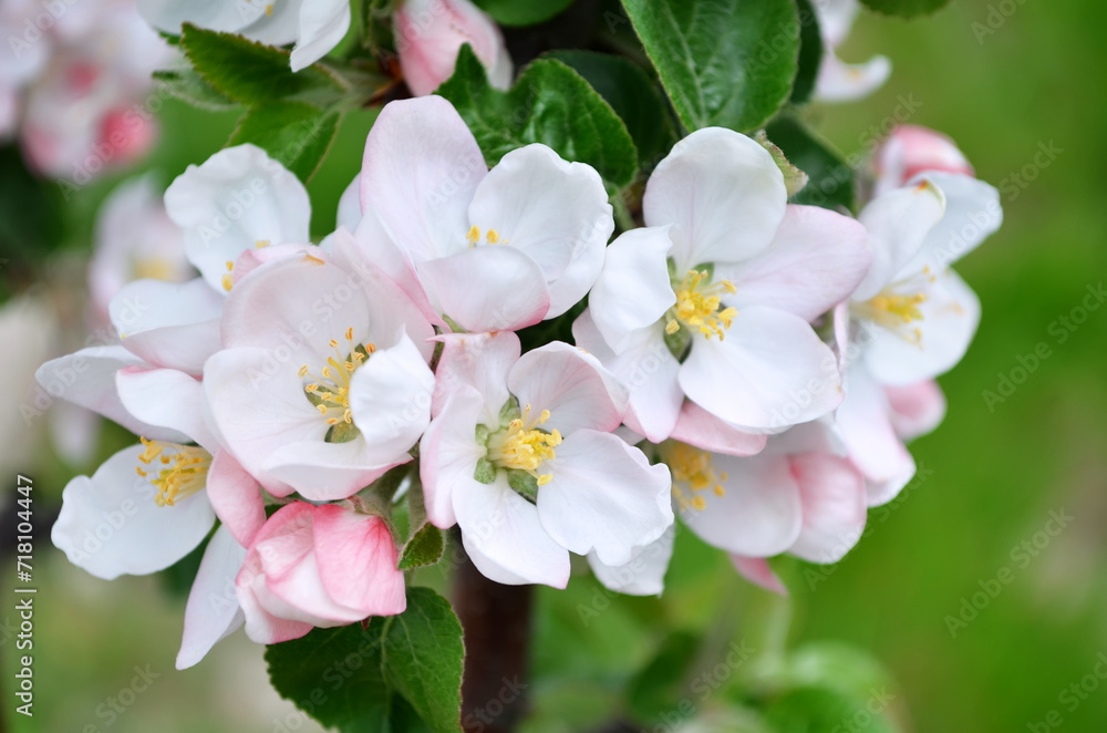 Blooming apple tree close-up, can be used as a greeting card or floral background.