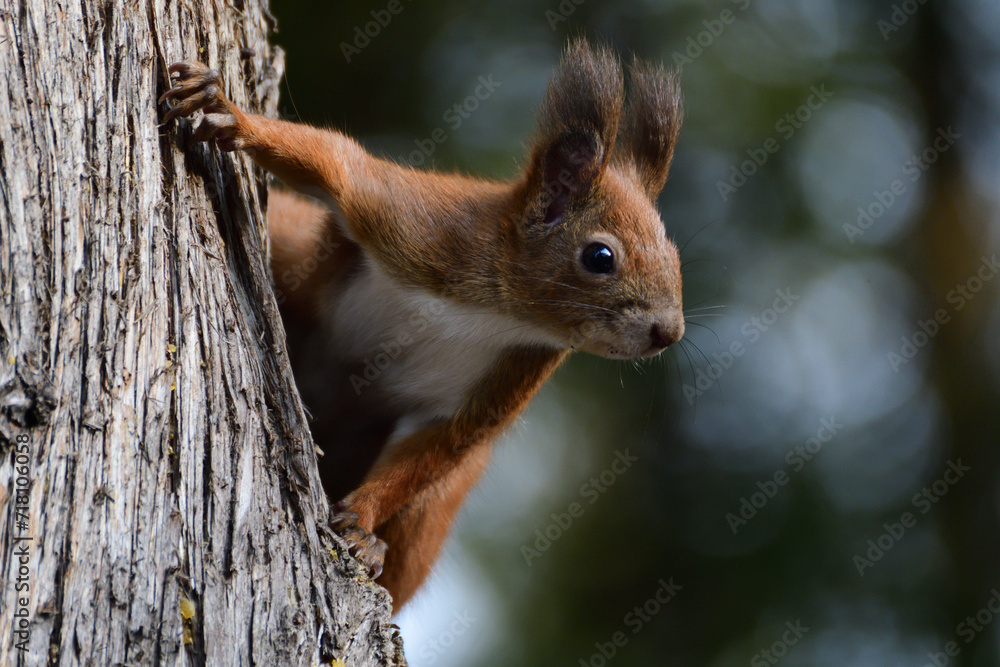 red squirrel peeks out its head from behind a tree in autumn