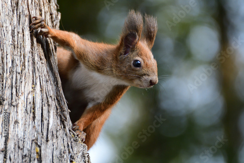 red squirrel peeks out its head from behind a tree in autumn © Pavol Klimek