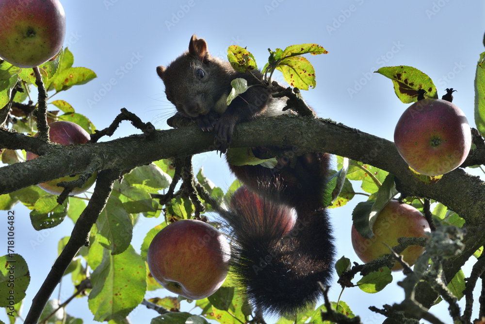 Eurasian red Squirrel is jumping among the graves at the cemetery in the park