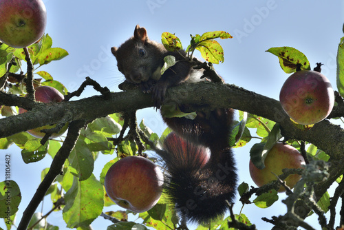 Eurasian red Squirrel is jumping  among the graves at the cemetery in the park