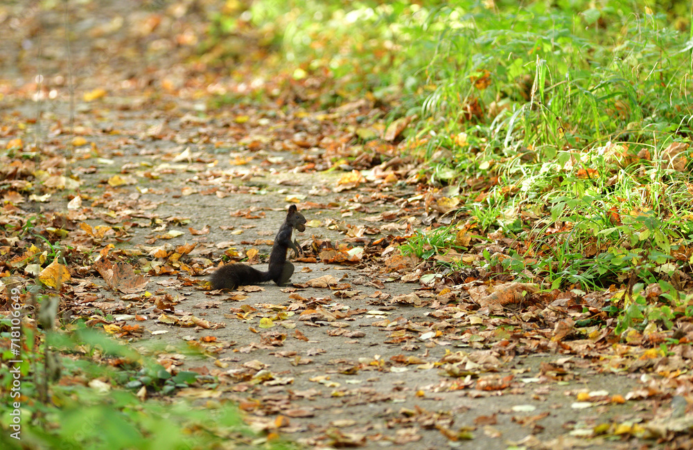 The red squirrel with nut jumps and runs along the path