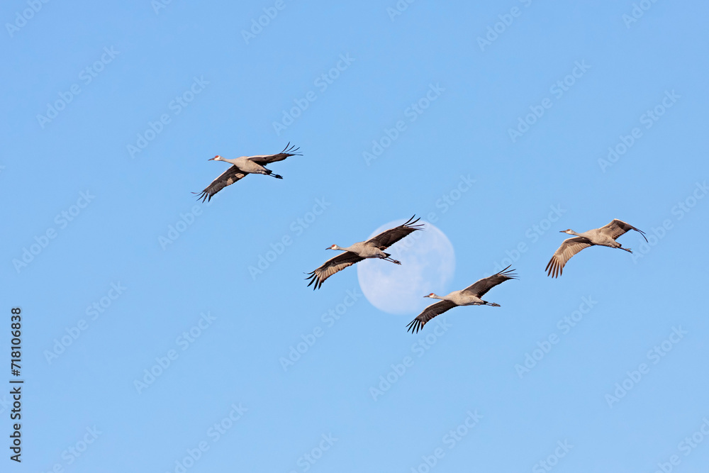 A Flock of Sandhill Cranes Fly Through the Moon