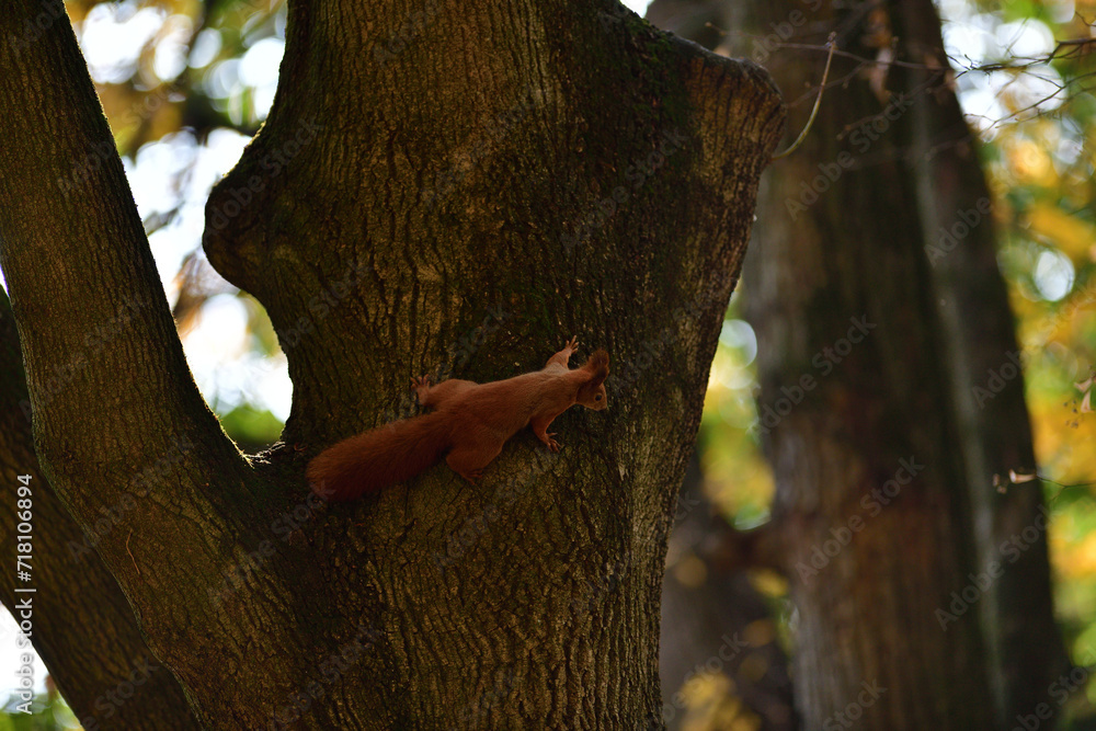 Eurasian red Squirrel is jumping among the graves at the cemetery in the park