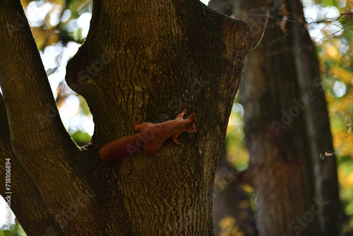 Obraz na płótnie Eurasian red Squirrel is jumping among the graves at the cemetery in the park w salonie