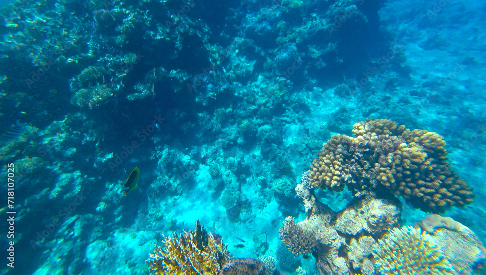 Amazing coral reef and fish Amazing coral reef and fish