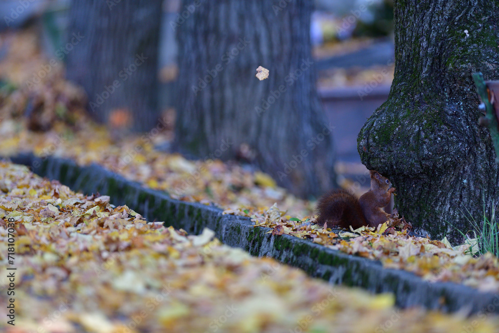 Eurasian red Squirrel climbs the leaves on the ground in the forest and looks for food