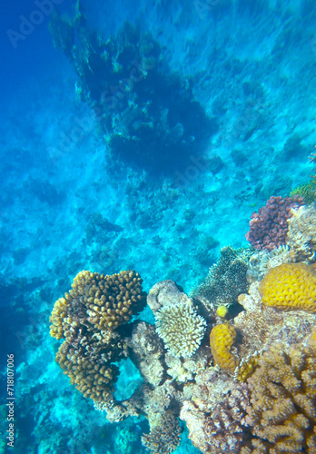 Amazing  coral reef and fish