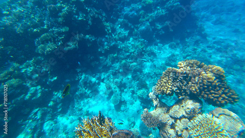 Amazing coral reef and fish