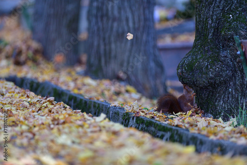 Obraz na płótnie Eurasian red Squirrel climbs the leaves on the ground in the forest and looks for food w salonie