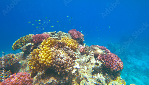 Amazing  coral reef and fish