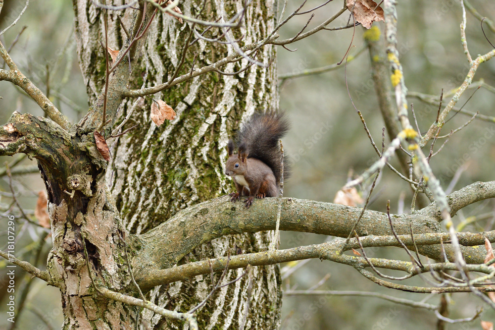 Eurasian red Squirrel lurking on the branch tree