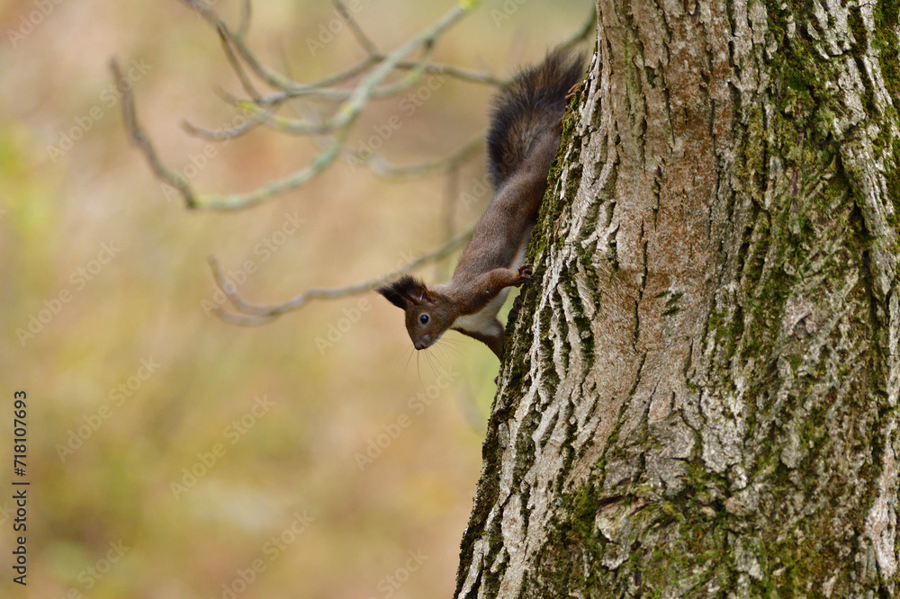 Eurasian red Squirrel is jumping among the graves at the cemetery in the park Eurasian red Squirrel is jumping among the graves at the cemetery in the park