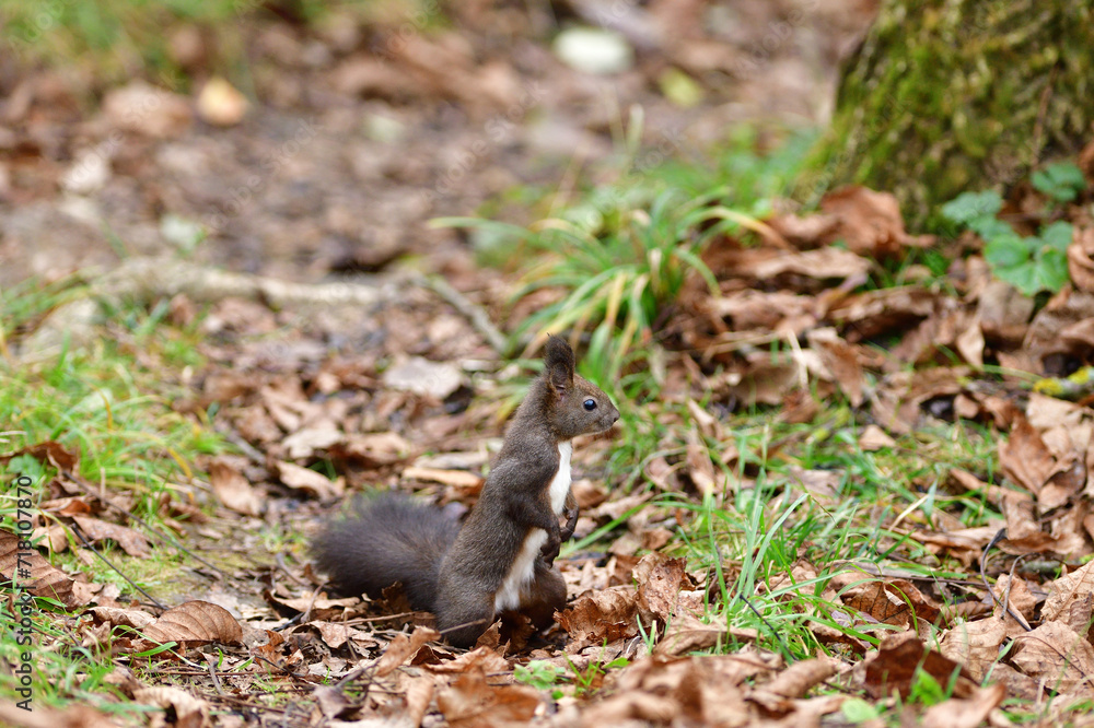 Eurasian red Squirrel shells and eats nuts in the autumn leaf
