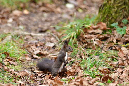 Obraz na płótnie Eurasian red Squirrel shells and eats nuts in the autumn leaf w salonie