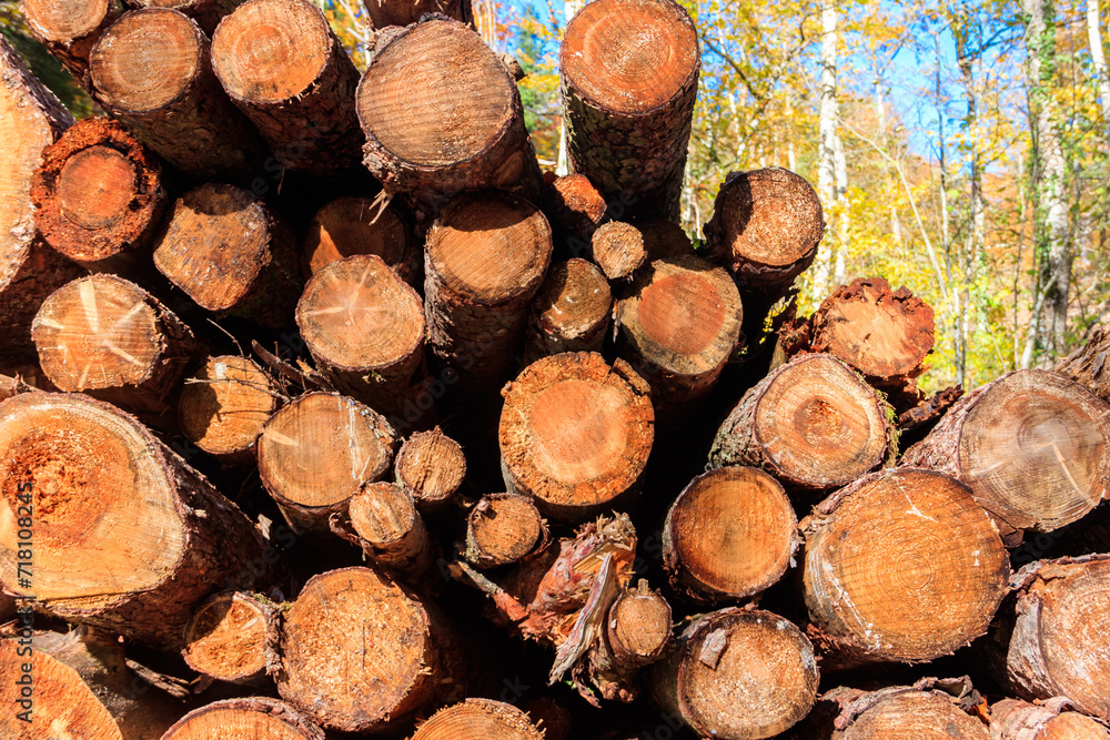 Stacked pine trunks felled by the logging timber industry Stacked pine trunks felled by the logging timber industry
