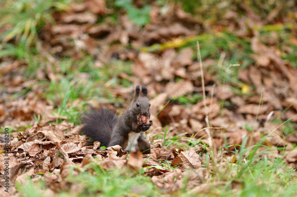 Eurasian red Squirrel shells and eats nuts in the autumn leaf