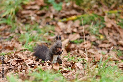Obraz na płótnie Eurasian red Squirrel shells and eats nuts in the autumn leaf w salonie