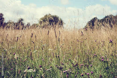 A beautiful meadow on a hazy summer’s day, shot down low with long grass in the foreground.