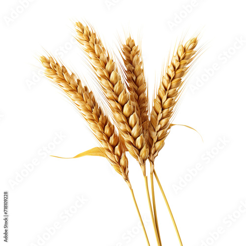 Golden wheat stalks isolated on transparent or white background