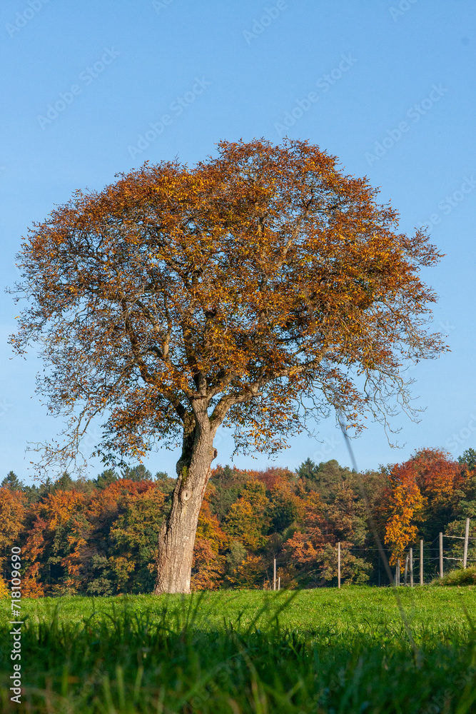 Autumn Foliage in Zurich, Switzerland Autumn Foliage in Zurich, Switzerland