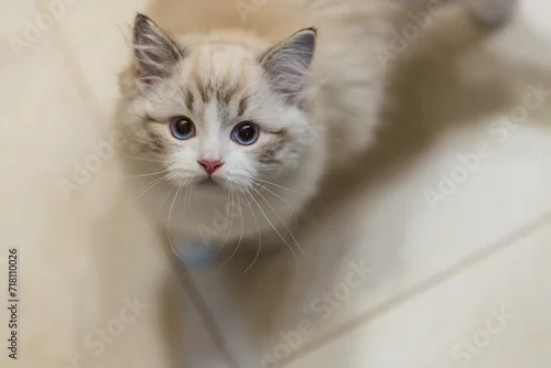 Tapety Mały kociak rasy ragdoll. Kot rasy ragdoll. Słodki mały kotek. Kot o niebieskich oczach. Biały kot. Małe kocie. Koteczek na kanapie. Słodki kotek. 