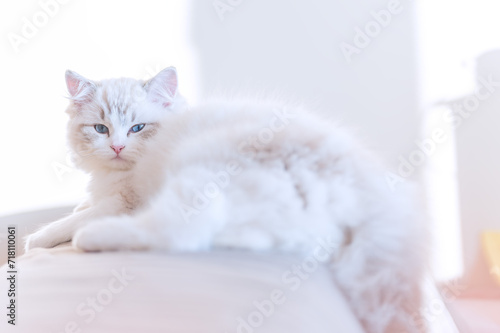 Mały kociak rasy ragdoll. Kot rasy ragdoll. Słodki mały kotek. Kot o niebieskich oczach. Biały kot. Małe kocie. Koteczek na kanapie. Słodki kotek. 