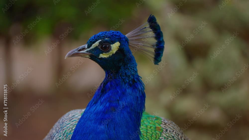Close up of beautiful adult male peacock in a park, green bokeh background Close up of beautiful adult male peacock in a park, green bokeh background