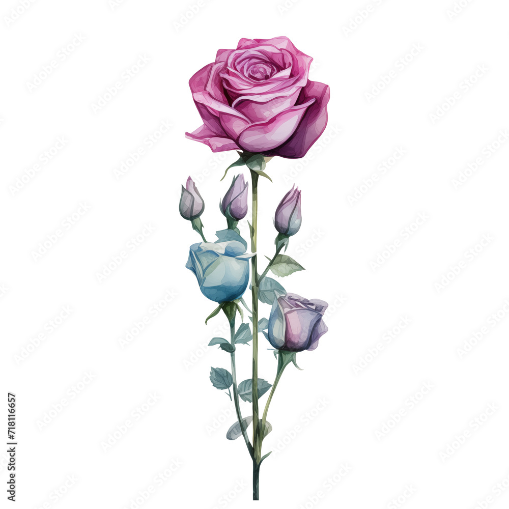 Obraz premium Colorful rose flower watercolor painting on transparent background.
