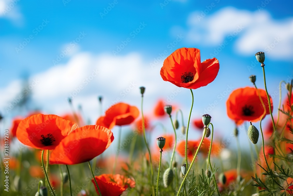 Obraz premium A field with red poppies blooming is beautiful in a photo against a bright blue sky