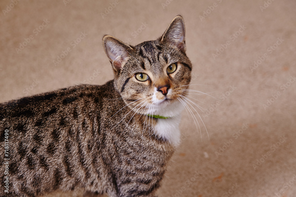 Tabby Cat with Yellow Eyes Wearing Green Collar