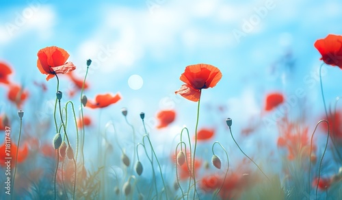 A field with red poppies blooming is beautiful in a photo against a bright blue sky