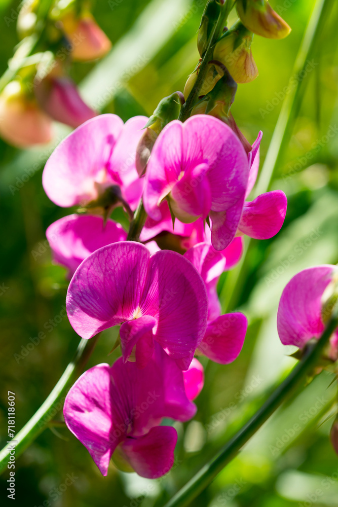 Breitblättrige Platterbse (Lathyrus latifolius) Breitblättrige Platterbse (Lathyrus latifolius)