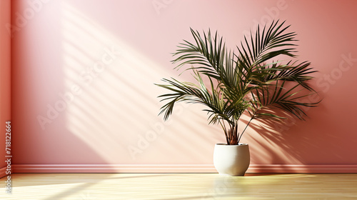 Palm trees in room with light and shadow background