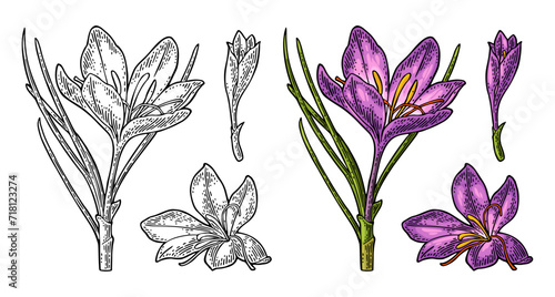 Plant saffron with flower and stamens. Black engraving vintage vector illustration