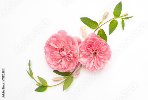 Creative layout made of two pink roses and green leaves on a white background. Top view. Spring or summer floral background with copy space.