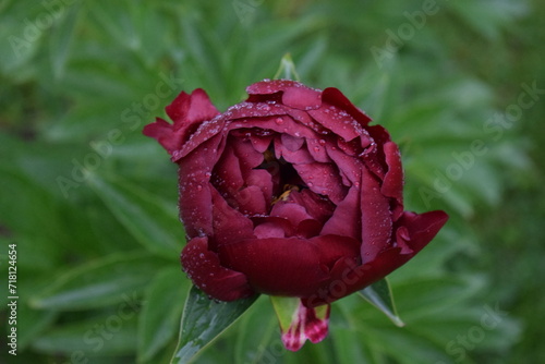 Pfingsrose im Regen, flower in the rain