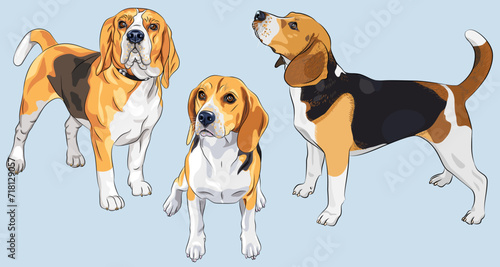 Vector set of serious dog Beagle breed