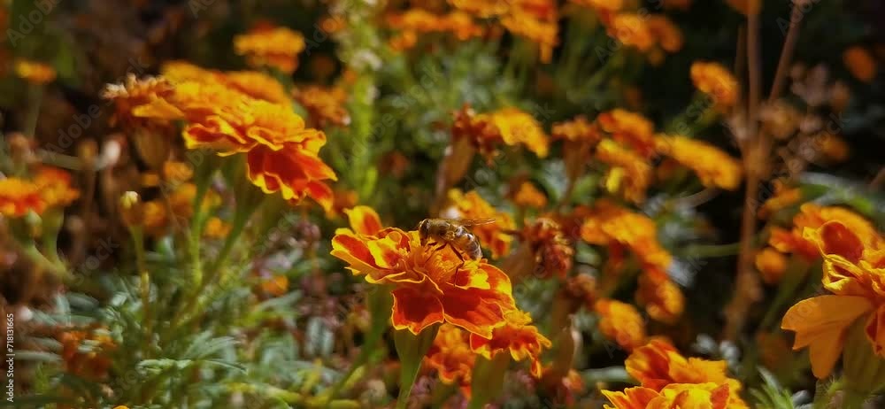 Bee flying over an orange marigold flowers and collecting nectar and pollen from the flowers, close up Bee flying over an orange marigold flowers and collecting nectar and pollen from the flowers, close up