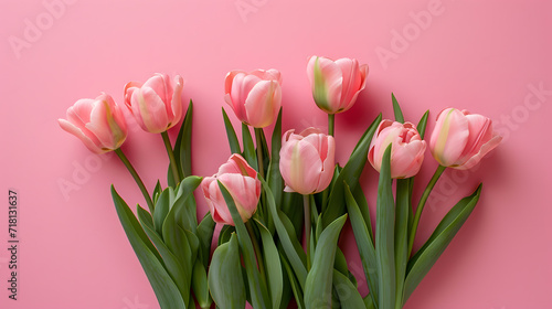 Pink tulips bouquet on pink background with copy space for text