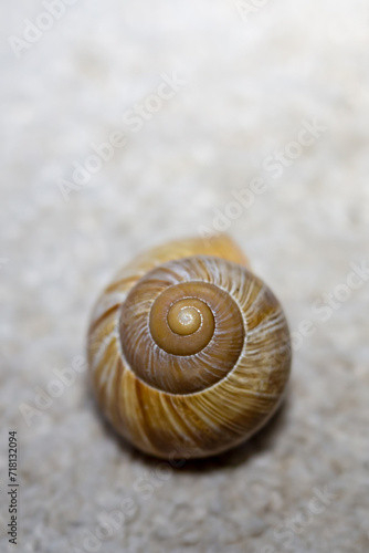 snail shell close up