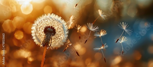 The dandelion gracefully sways in the wind, releasing its delicate seeds, carried away by the gentle breeze, spreading new beginnings far and wide. photo