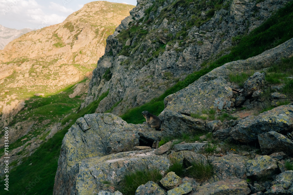 A marmot in mountain, in the Catalan Pyrenees, spain