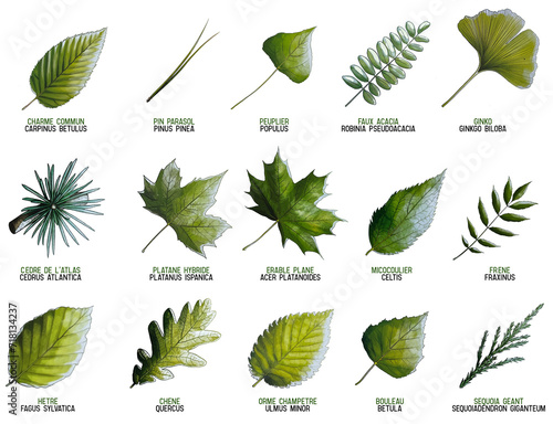 Illustrations de variétés de feuilles d'arbre détourées photo